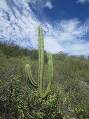 Isolatocereus dumortieri