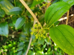 Smilax bracteata