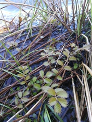 Argentina anserinoides