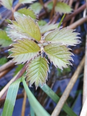 Argentina anserinoides