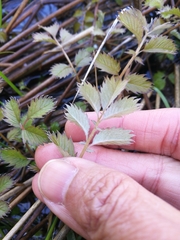 Argentina anserinoides