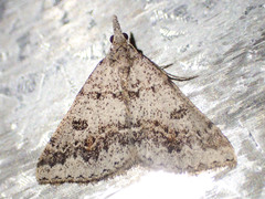 Dichromodes mesogonia