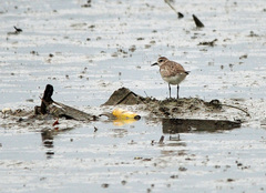 Pluvialis squatarola