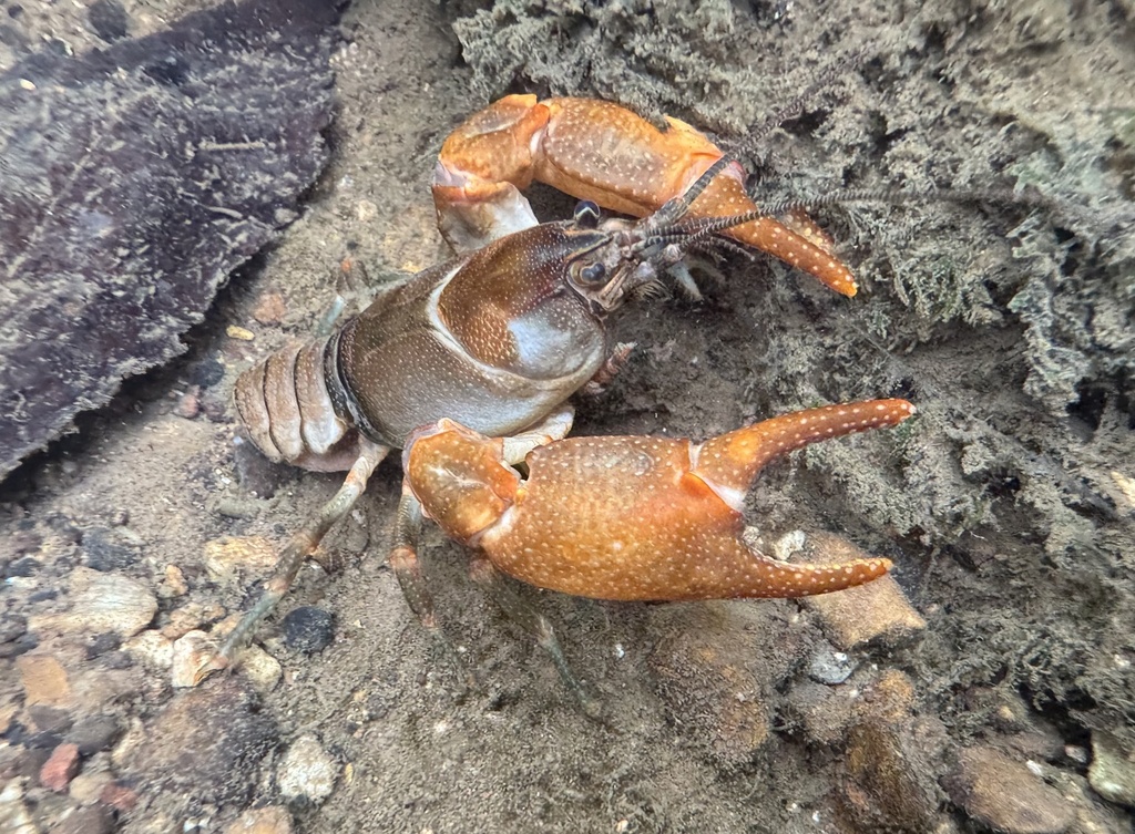 Mountain Fork Crayfish