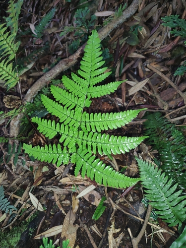 Dryopteris purpurascens observed 2025-09-07