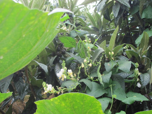 Bean (Climbing) (Phaseolus vulgaris)