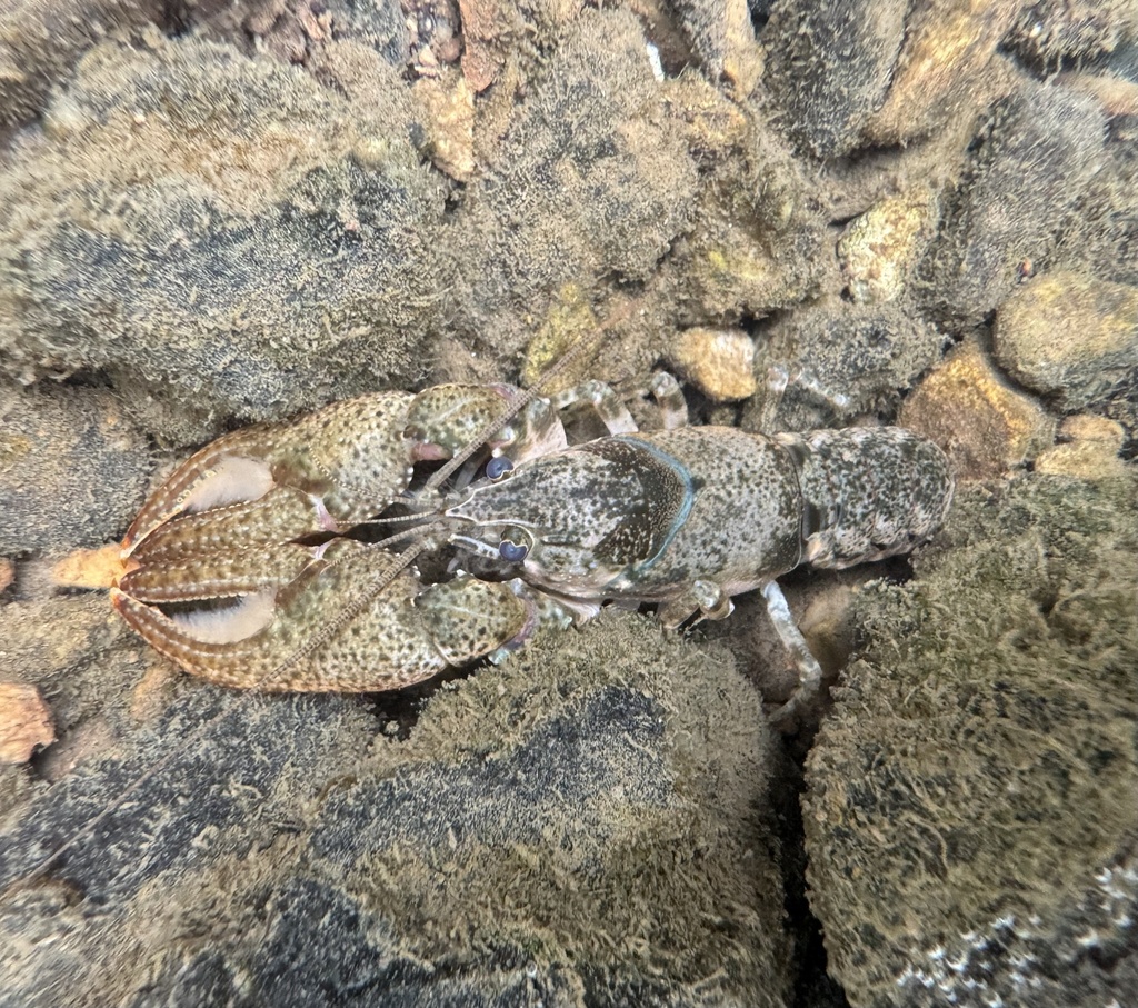 Powerful Crayfish