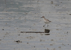 Pluvialis squatarola