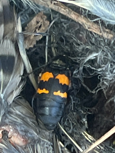 Tomentose Burying Beetle photo 5