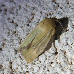 Heliocheilus paradoxus