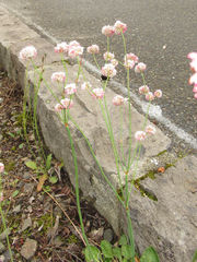 Eriogonum nudum nudum