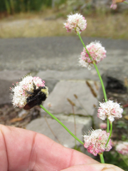 Eriogonum nudum nudum