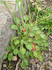 Eriogonum nudum nudum
