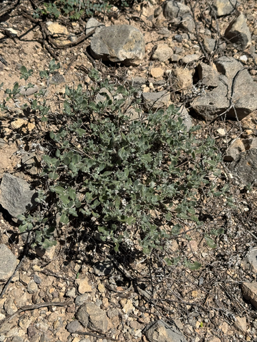 Tiquilia canescens