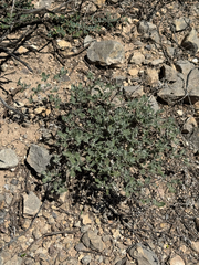 CK2AZ, CC BY, iNaturalist via GBIF Tiquilia canescens, photograph CK2AZ, CC BY, iNaturalist via GBIF