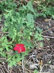 Hibiscus phoeniceus