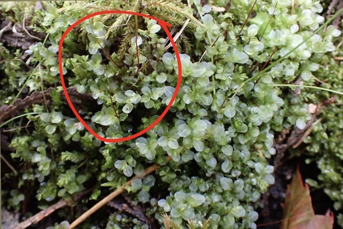 Rhizomnium pseudopunctatum observed 2025-09-08