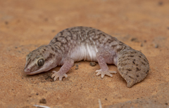Desert Fat-Tailed Geck photo 4