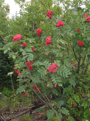 Sorbus sitchensis grayi