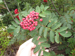 Sorbus sitchensis grayi