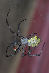 Argiope appensa