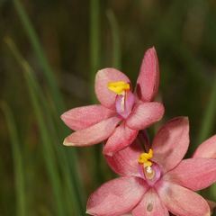 Thelymitra × macmillanii