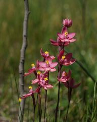 Thelymitra × macmillanii