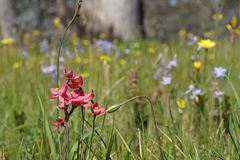 Thelymitra × macmillanii