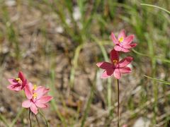 Thelymitra × macmillanii