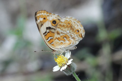 Junonia orithya