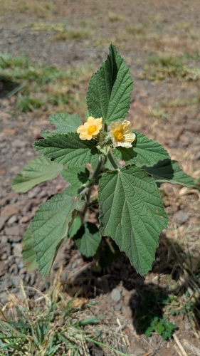 Sida cordifolia observed 2025-09-08