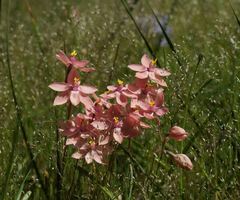Thelymitra × macmillanii