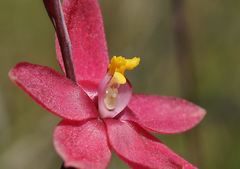 Thelymitra × macmillanii