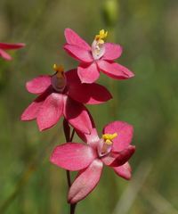Thelymitra × macmillanii