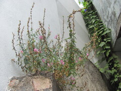 Antirrhinum linkianum, photograph zebedeugalinha, CC BY, iNaturalist via GBIF