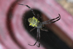 Argiope appensa