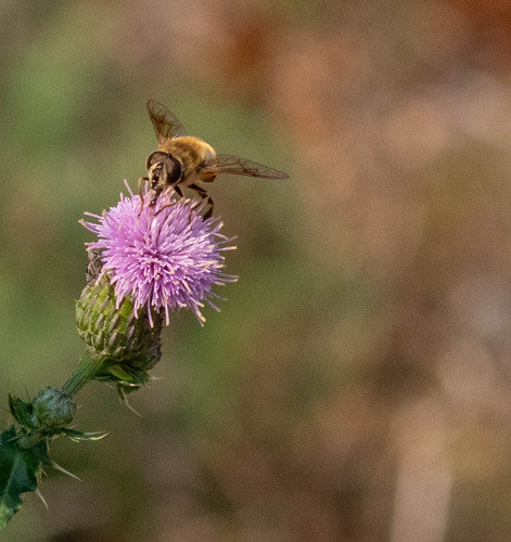 Unknown species found near Spokane County, WA, USA