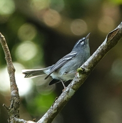 Plumbeous Warbler photo 2