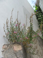 Antirrhinum linkianum, photograph zebedeugalinha, CC BY, iNaturalist via GBIF
