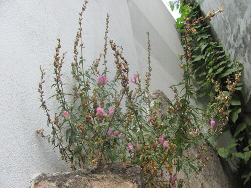Antirrhinum linkianum, photograph 3