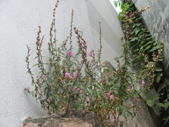 Antirrhinum linkianum, photograph zebedeugalinha, CC BY, iNaturalist via GBIF