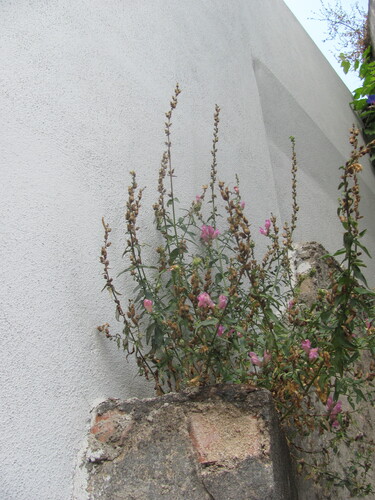 Antirrhinum linkianum, photograph 5