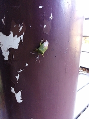 Acanthosoma crassicaudum