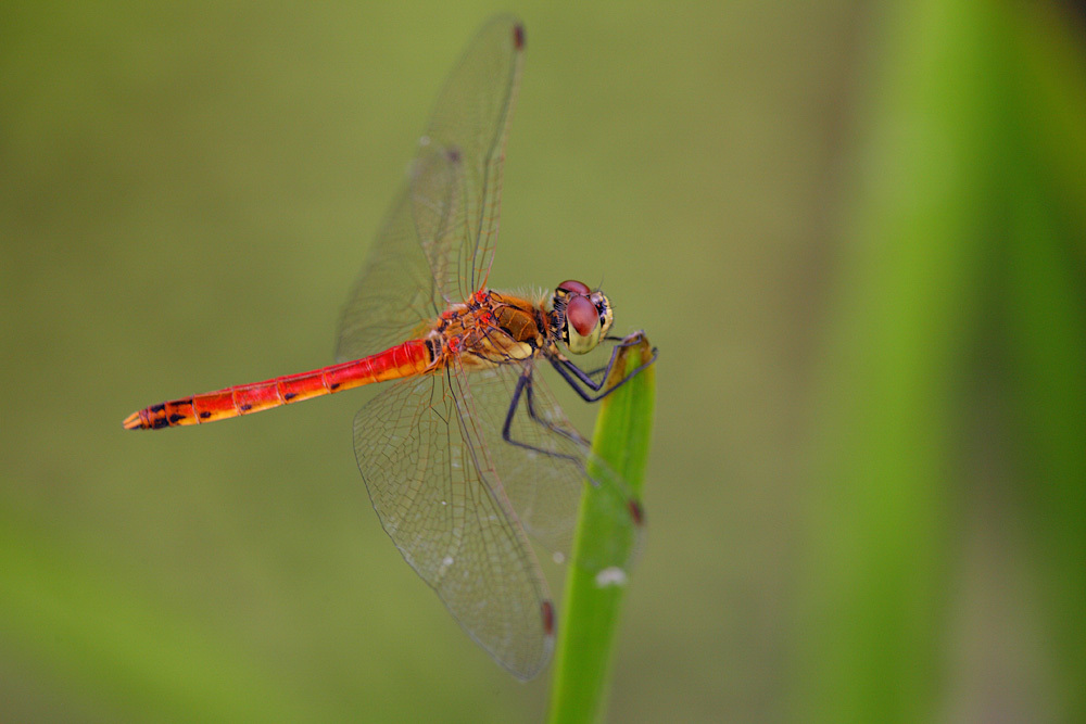 Spotted Darter