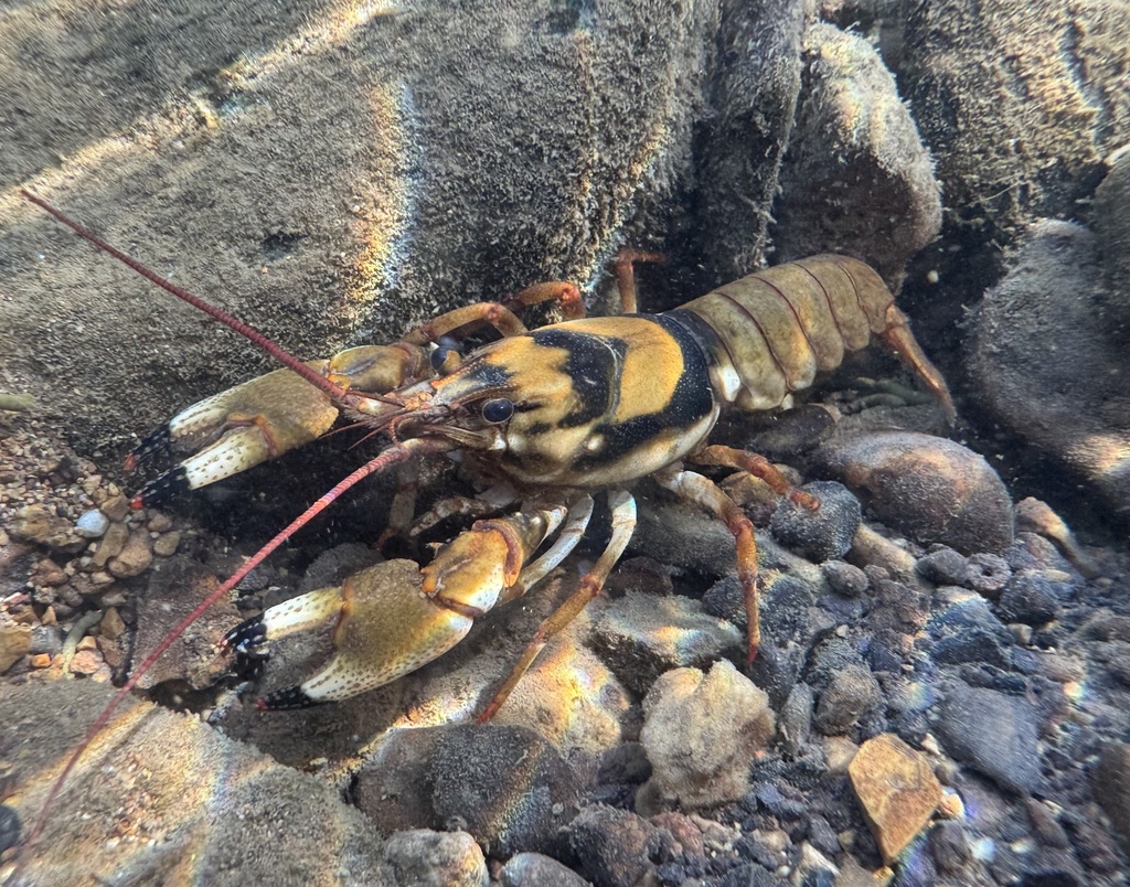 Saddle Crayfish