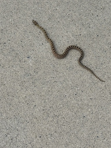 iNaturalist observation 2025-09-08