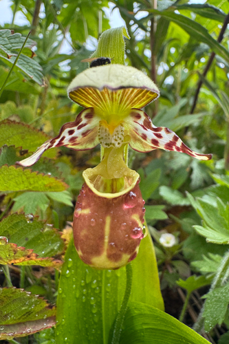 Cypripedium yatabeanum iNat (2)