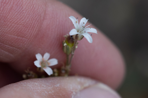 Crater Lake Sandwort (Eremogone pumicola)