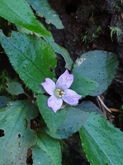 Sarcopyramis napalensis