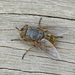 Brown Blowfly - Photo (c) wild_wind, some rights reserved (CC BY), uploaded by wild_wind